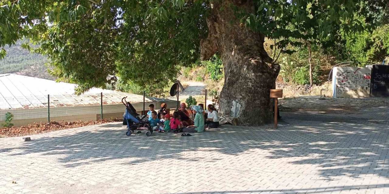 Abide Ağaç İlgi Görüyor