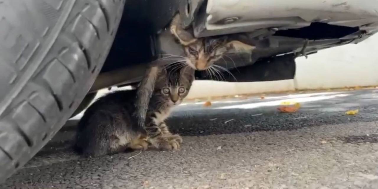 Güngören’de Araç Motoruna Sıkışan Kedi Kurtarıldı