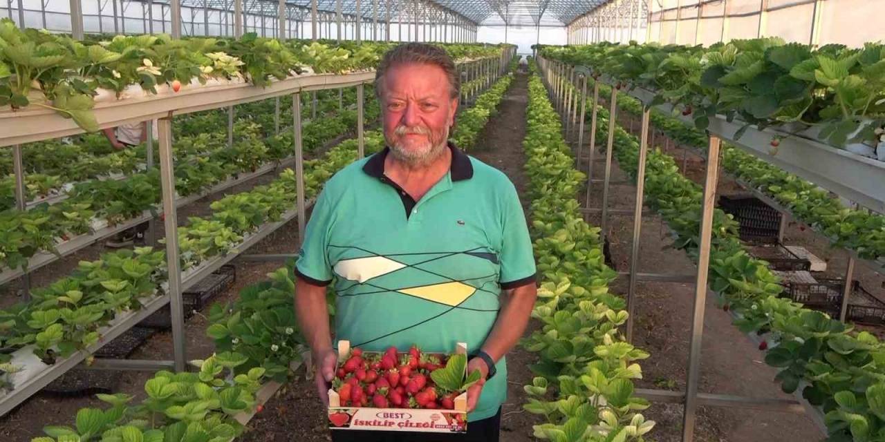 Memleketinde Sera Kurdu: Ektiği Topraksız Çilek İle Yüksek Rekolte Yakaladı