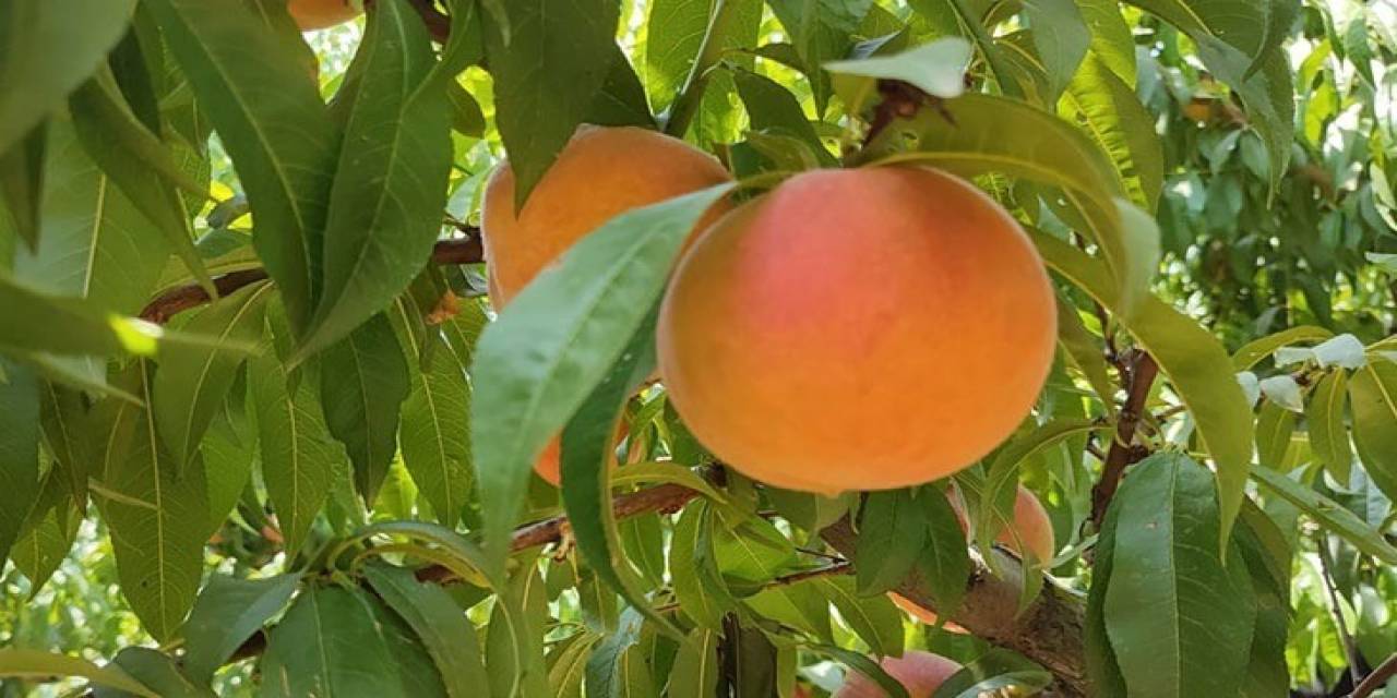 Talep Artışı Sonrası Oluşan Fiyatlar Şeftali Üreticisini Memnun Etti