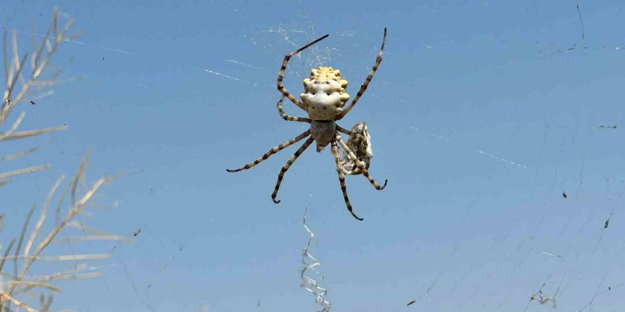 Örümceği Görünce Tarlasına Girmeye Korkar Oldu