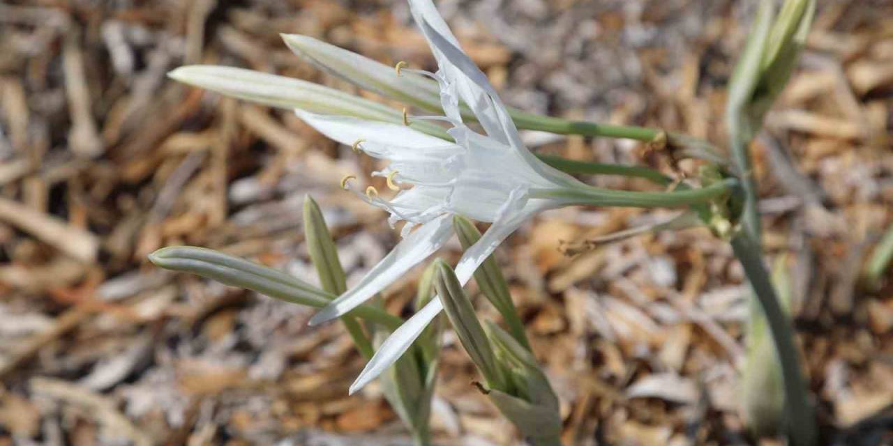 Bu Çiçeği Koparmanın Cezası 244 Bin 315 Liradan Başlıyor