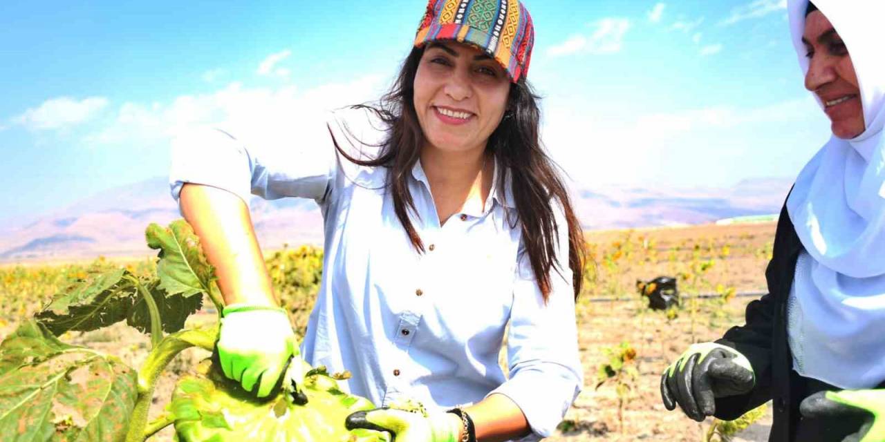 Doğubayazıt’ta Kadınların Üretim Yaptığı Tarlalarda Hasat Başladı