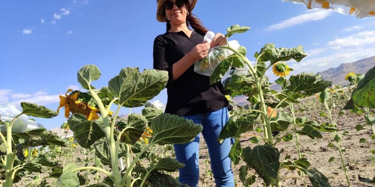 Kadınların İlk Emekleri Dalından Koparılmaya Başlandı