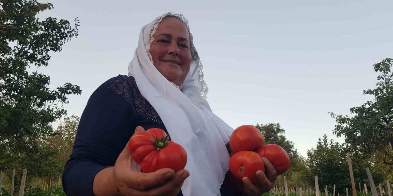 Lezzetiyle Vazgeçilmez Olan Coğrafi İşaretli Maniye Domatesinde Hasat Sürüyor