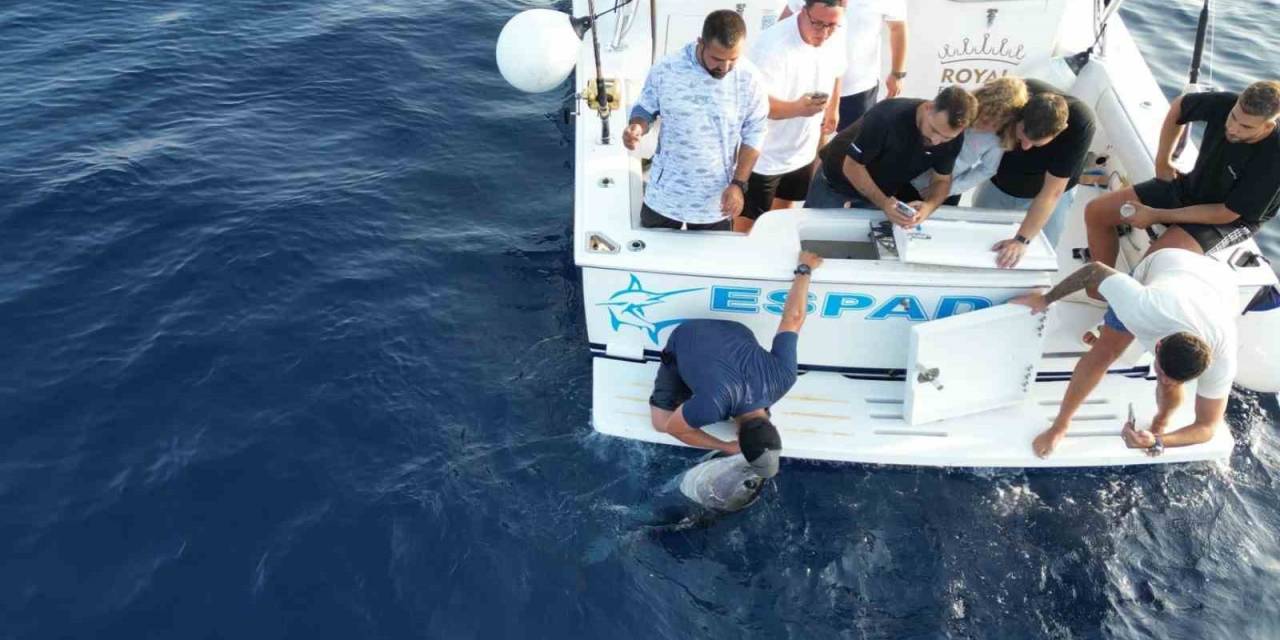 80 Kilogramlık Mavi Orkinosa Hayat Öpücüğü