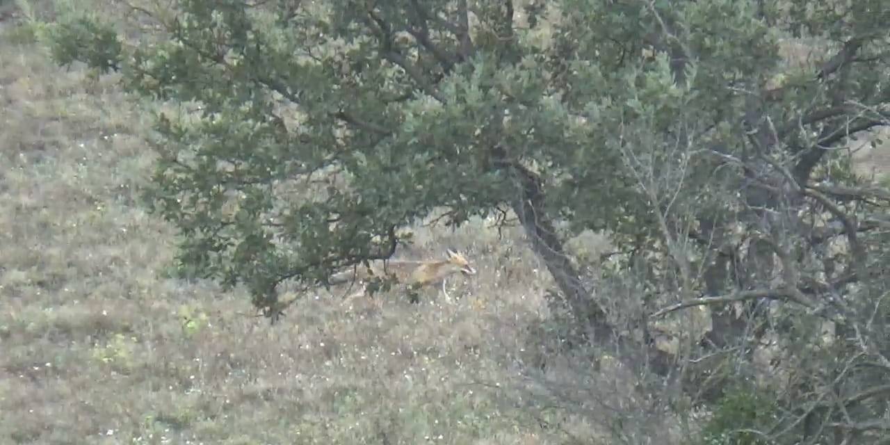 Aç Kalan Tilki Köye İndi