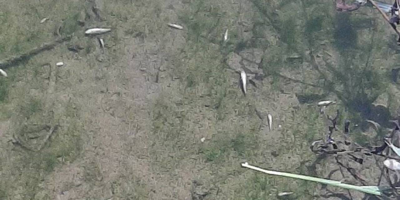 Bosna’da Toplu Balık Ölümleri