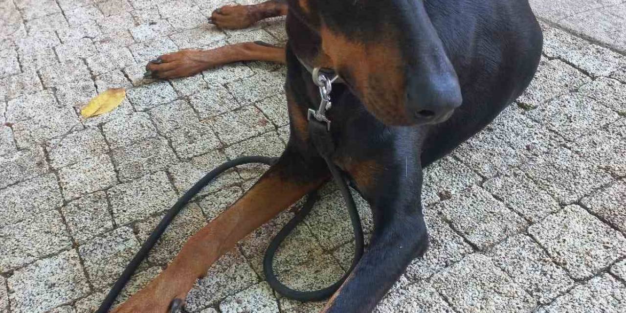 Kayıp Ekonomist Korhan Berzeg’in Köpeği Köye Geri Döndü