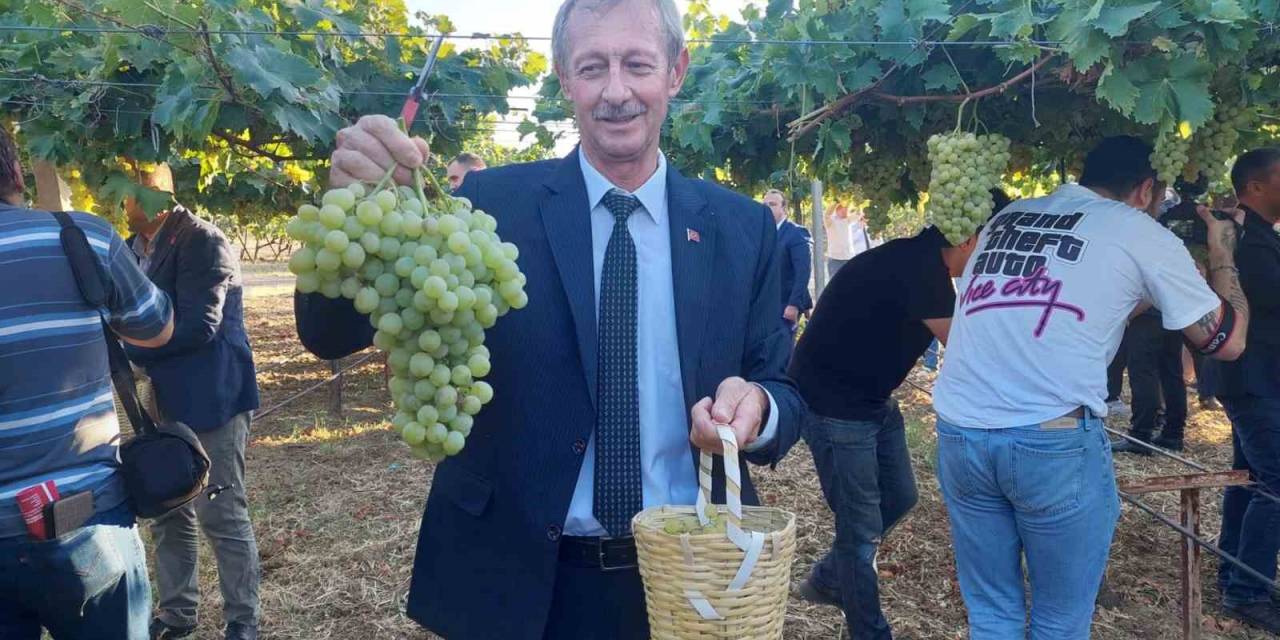 Tekirdağ’da Bağ Bozumu Etkinliği: Binlerce Çeşit Üzüm Hasat Edildi