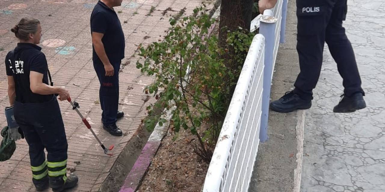 Okul Bahçesinde Yılan Paniği