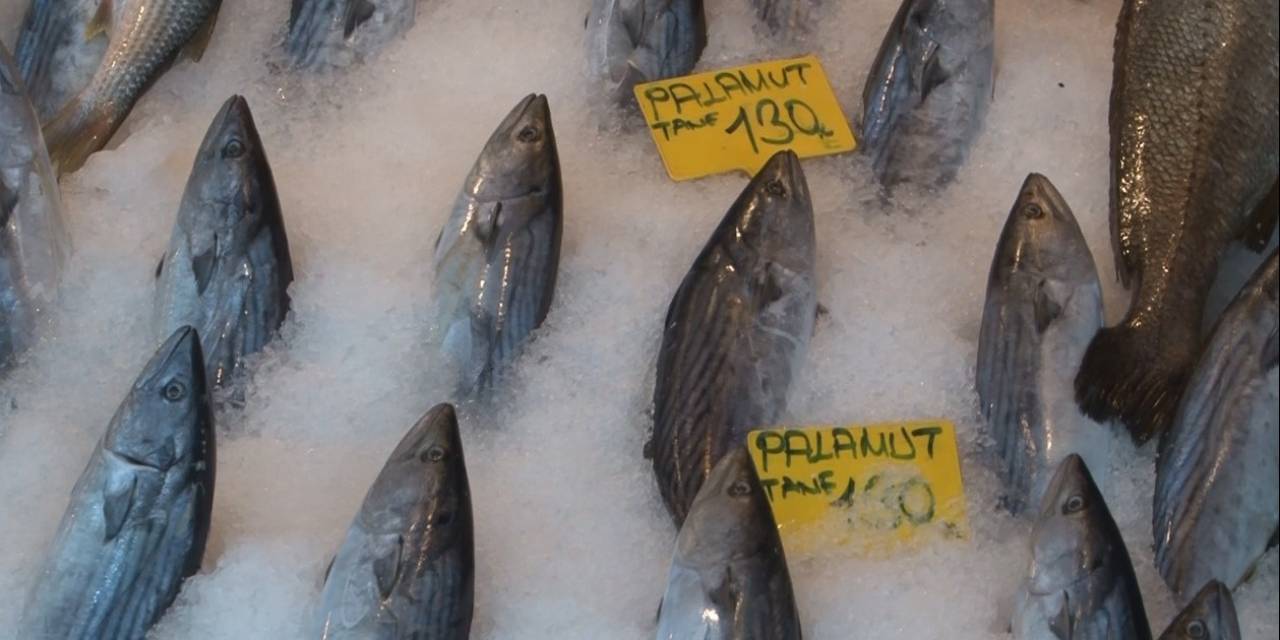 Türkiye Deniz Canlıları Kurucusu Balcı, “Palamut’un Mevsimi Başlıyor 9’uncu Ay Palamut Mevsimi Demektir”