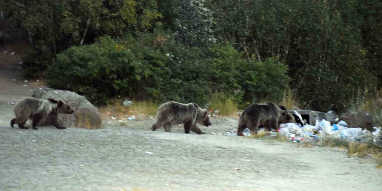 Nemrut’taki Boz Ayılar Aç Kalınca Çöplüklere Dadandı