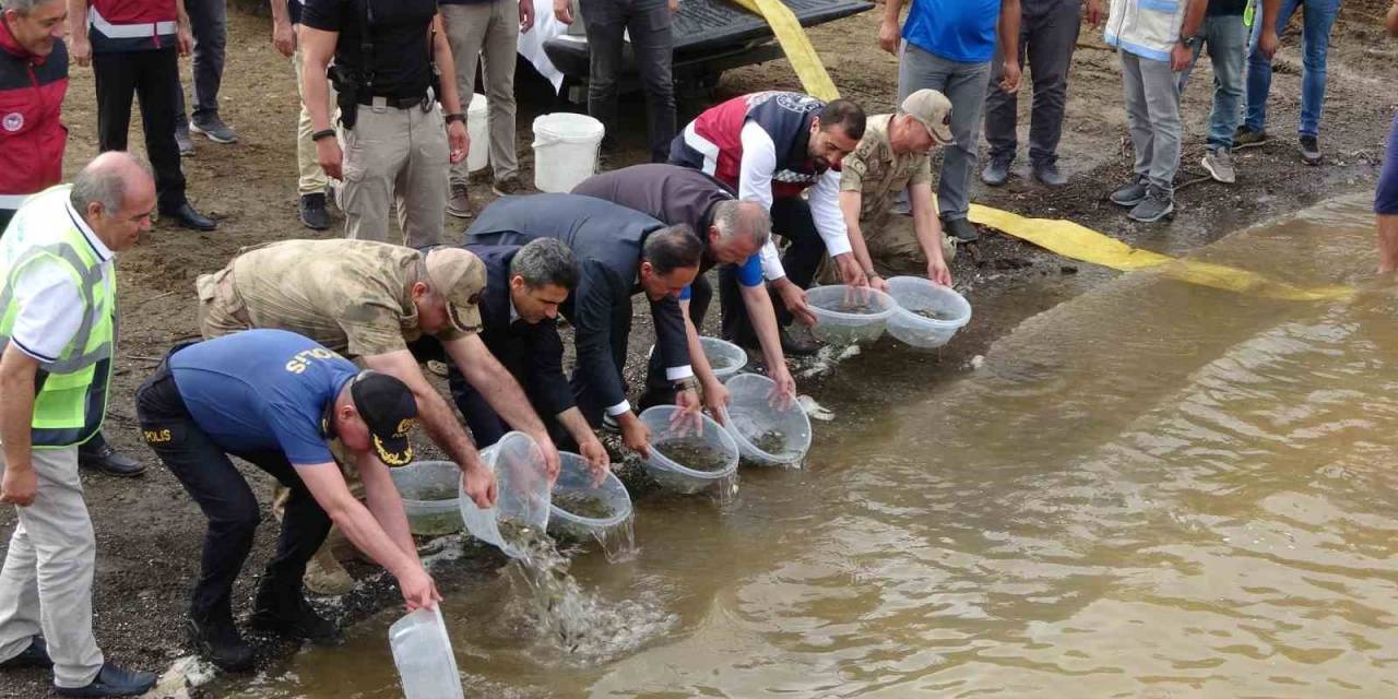 Bingöl’de 1 Milyon Yavru Sazan Baraj Ve Göletlere Bırakıldı