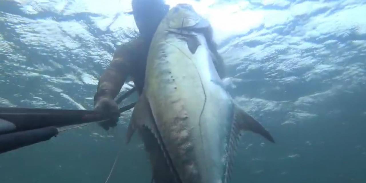 Zıpkınla 30 Kiloluk İki Tane Liça Avladılar