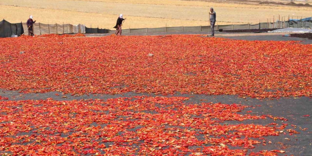 Şanlıurfa’da İsotun Acı Serüveni Başladı