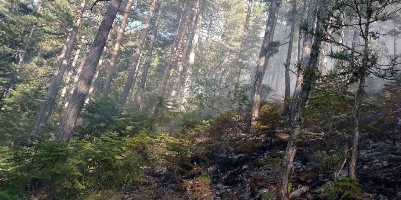 Orman Yangını 25 Dönüm Alanda Etkili Oldu