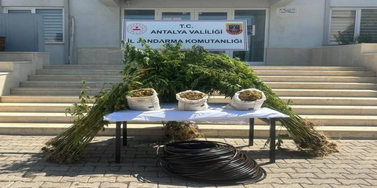 Jandarmadan Ormanlık Alana Uyuşturucu Operasyonu