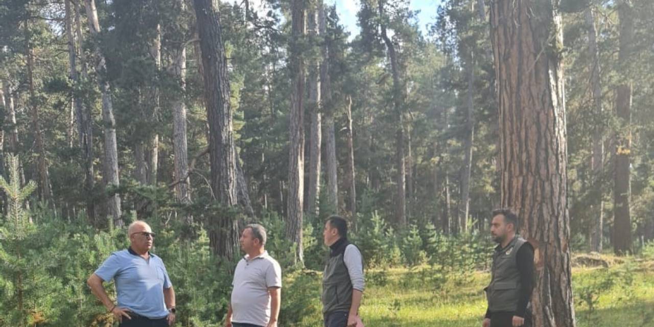 Ayatay; Orman Varlığı Bakımla Büyür