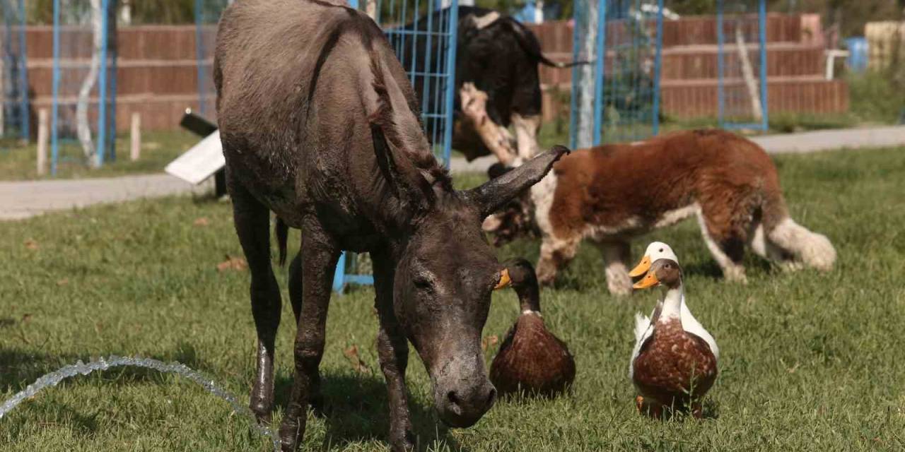 Çanakkale’deki Yangında Kurtarılan Eşek Emekliliğe Ayrıldı