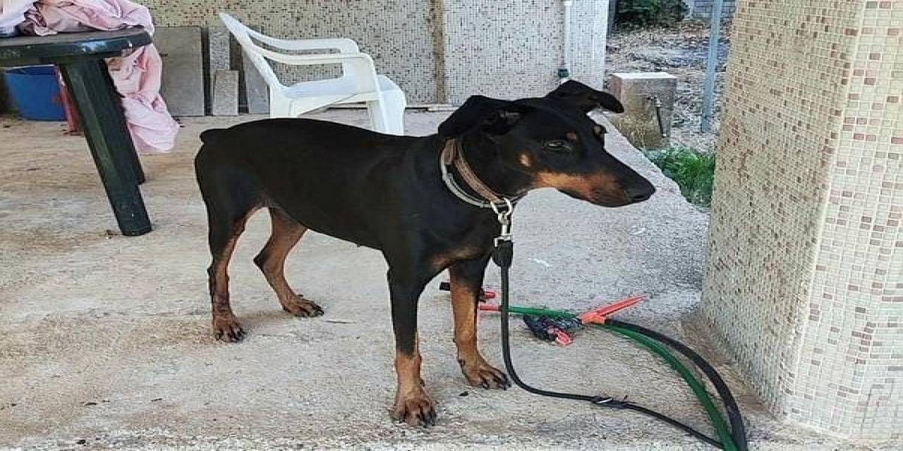 Tina’nın Sır Dolu Tasması