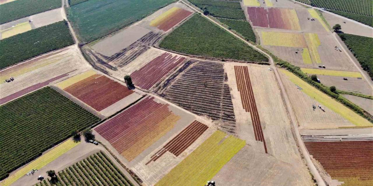 Manisa Ovası’nda Renk Cümbüşü