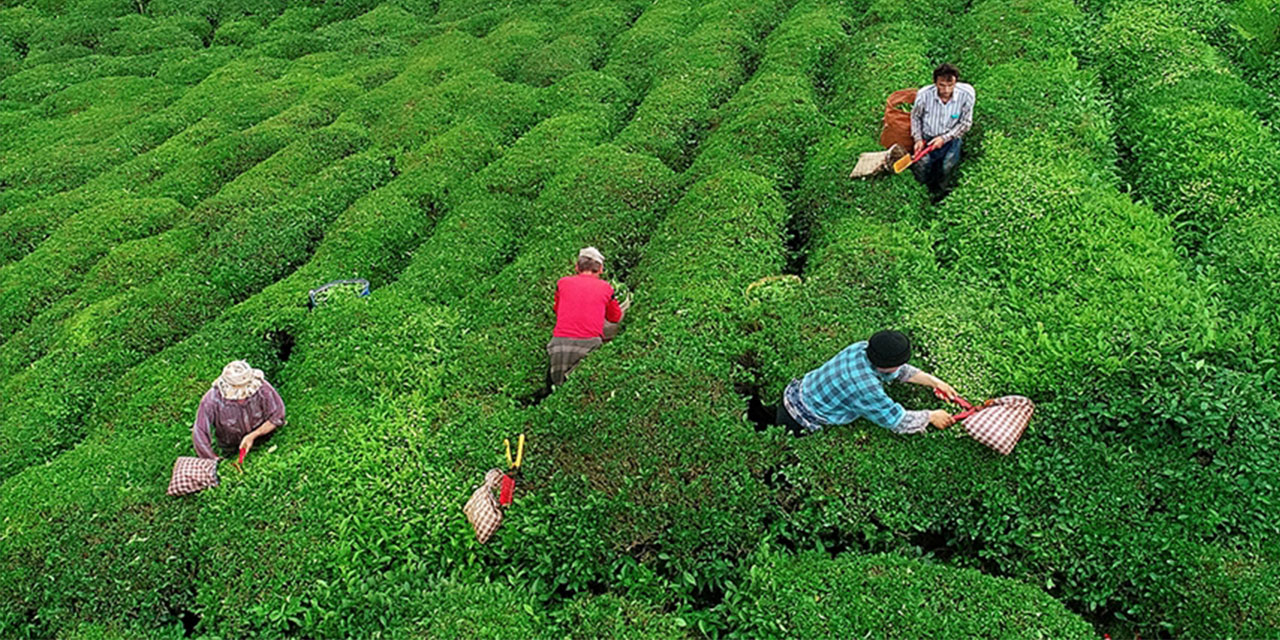 Yaş çay üreticilerine 107 TL mazot ve gübre desteği verilecek
