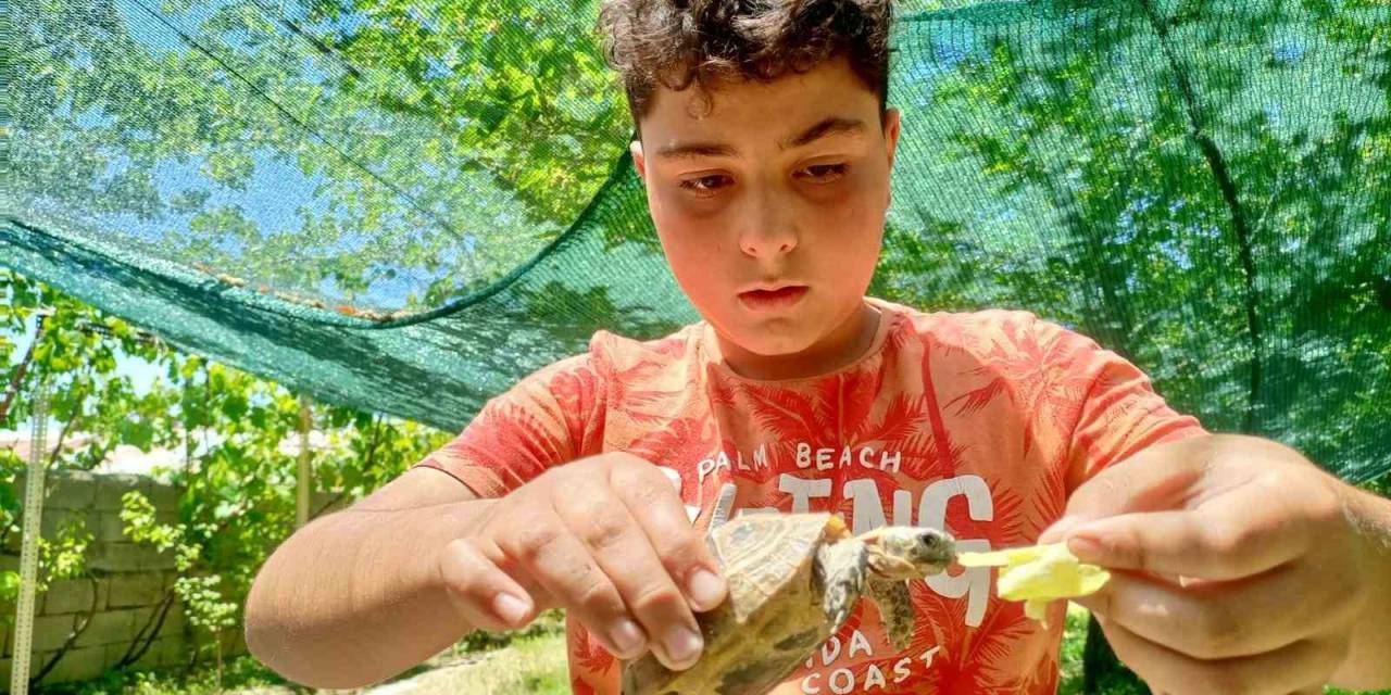 Bulduğu Kaplumbağayı Sahiplendi, Evde Elleriyle Besliyor