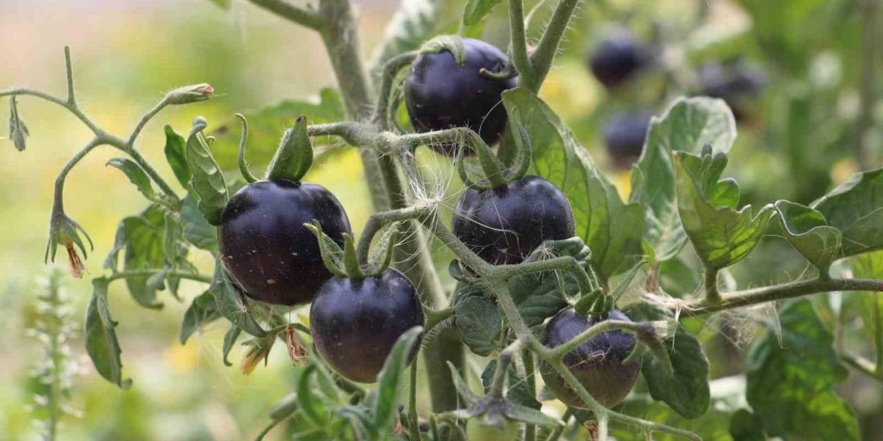 İsrail’e İnat Ürettiği Ata Tohumlarını Ücretsiz Dağıtıyor