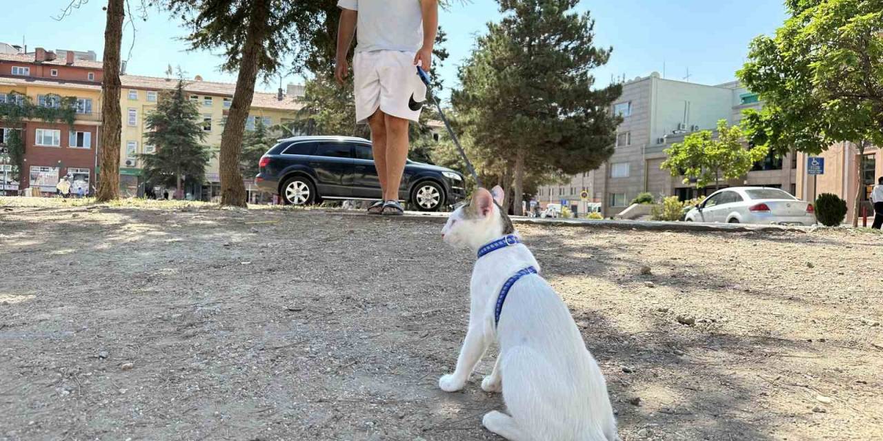 Tasmasıyla Dolaşan Kedi Şehrin Her Yerini Geziyor