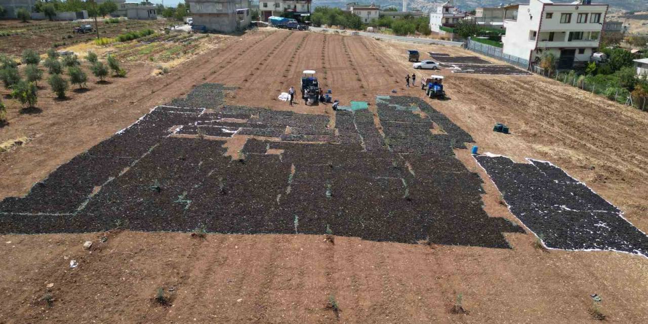 Sınırın Sıfır Noktasında Tarlalar Siyaha Boyandı