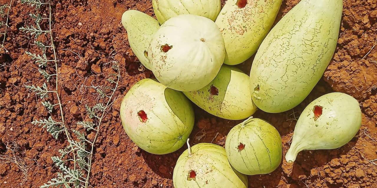 Hasat İçin Bostana Giden Üreticiler Büyük Şok Yaşadı, Delinmedik Karpuz Kalmadı