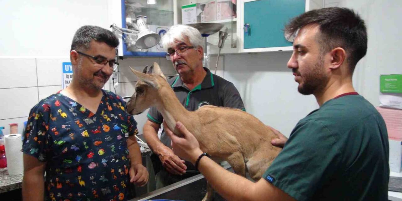 Köpekler Tarafından Saldırıya Uğrayan Ve Tedavisi Tamamlanan Yavru Dağ Keçisi Doğaya Bırakıldı