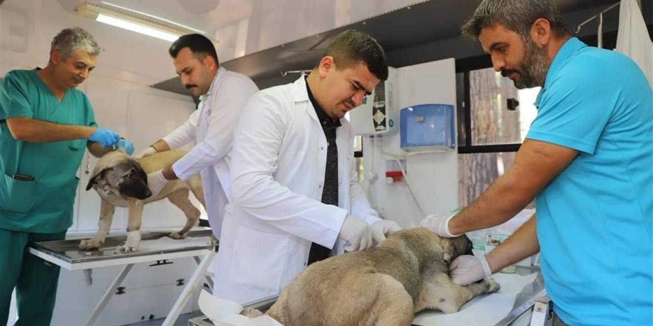 Alanya Belediyesi Mobil Kısırlaştırma Aracı Yaylalarda