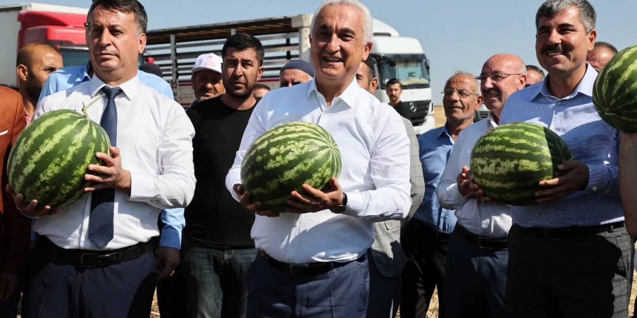 Muş’ta Karpuz Hasadından 1 Milyar 200 Milyon Lira Gelir Bekleniyor