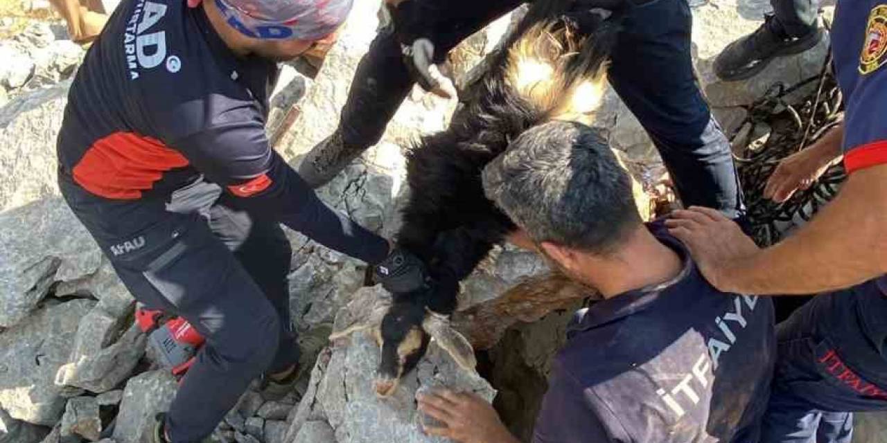 Kayaların Arasına Sıkışan Keçiyi Afad Ve İtfaiye Ekibi Kurtardı