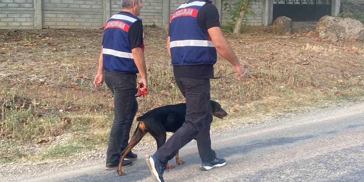 Tina, Sahibi Korhan Berzeg’i Arıyor