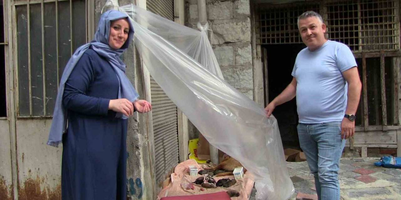 Sokak Köpeği Ve 12 Yavrusuna Esnaf Sahip Çıktı