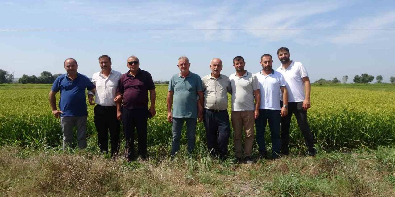 Çeltik Üreticileri Açıklanacak Fiyatları Bekliyor