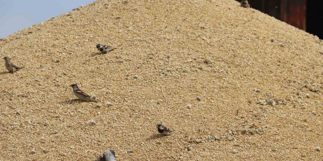 Sivas’ta Tüccarlarda Hububat Alımı Yoğunluğu