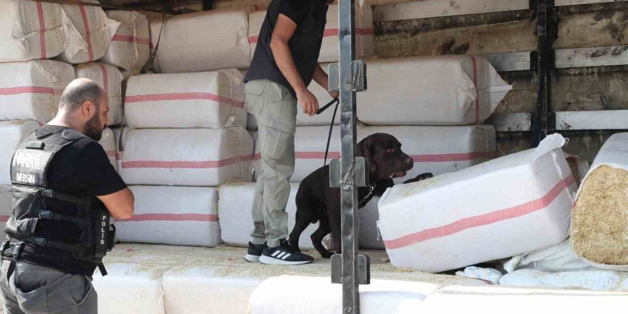 Saman Balyalarının Arasından 279 Kilo Uyuşturucu Çıktı