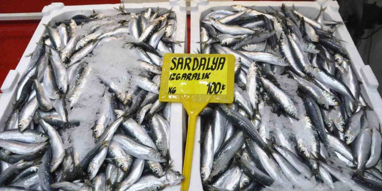 Av Sezonunun İlk Gününde Sardalyenin Fiyatı Yarı Yarıya Düştü