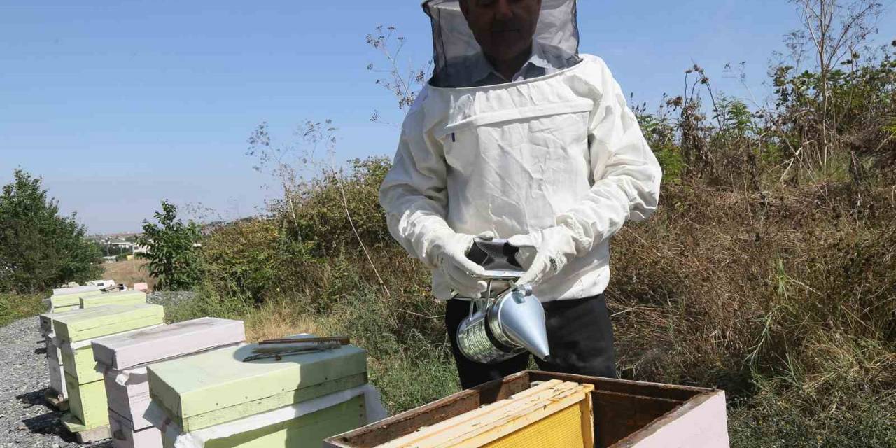 Büyükçekmece’de İlk Bal Hasadı Gerçekleşti