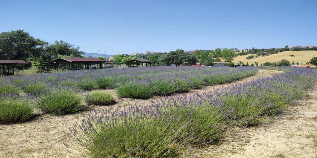 Gediz’de Lavanta Hasadı Başladı