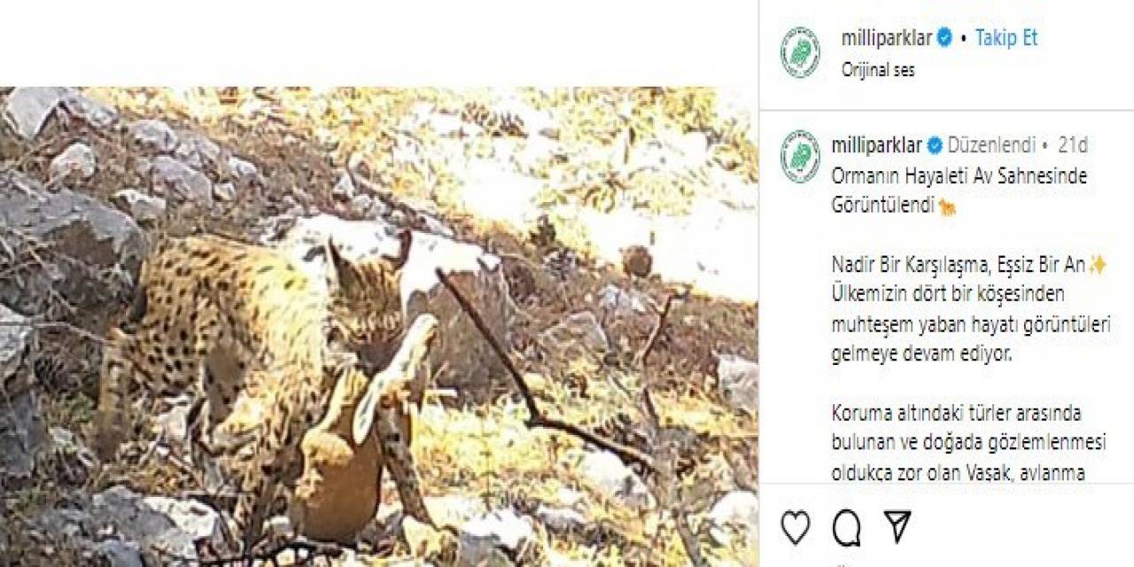 Avlanan Vaşak Fotokapana Takıldı