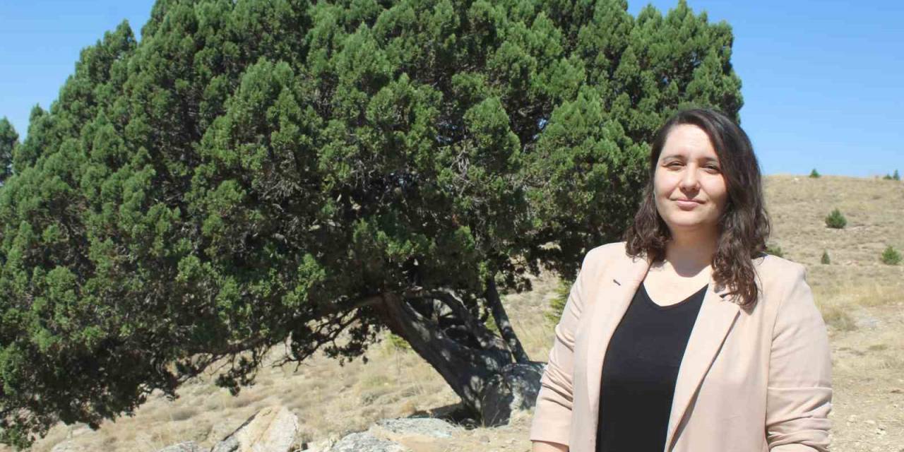 700 Yaşındaki Ağaç Tescillendi