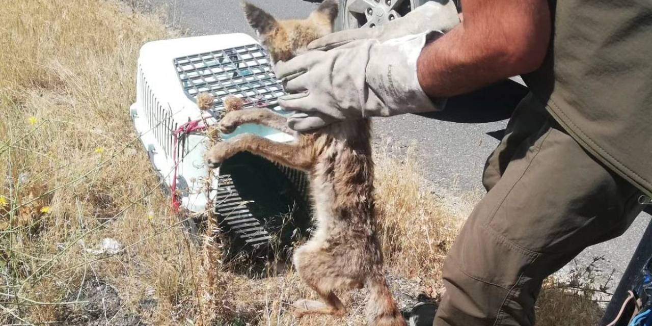 Yaralı Tilki Kars’ta Tedavi Altına Alındı
