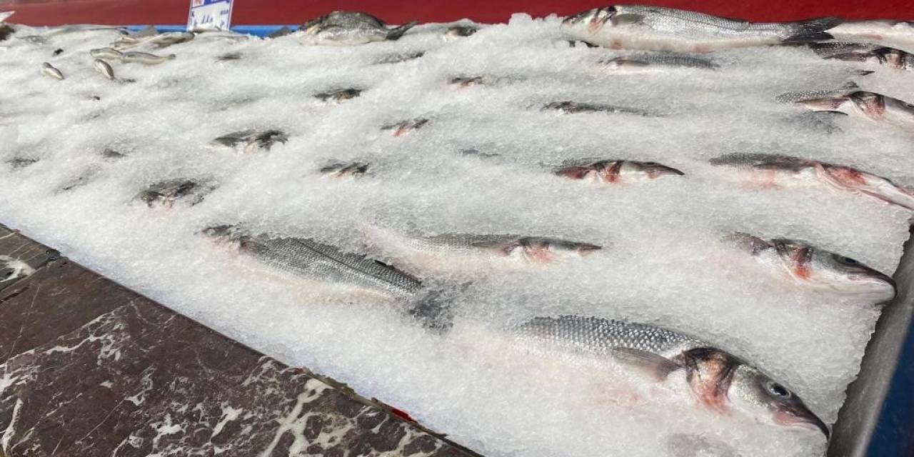 Balıkçılar Yeni Sezondan Umutlu