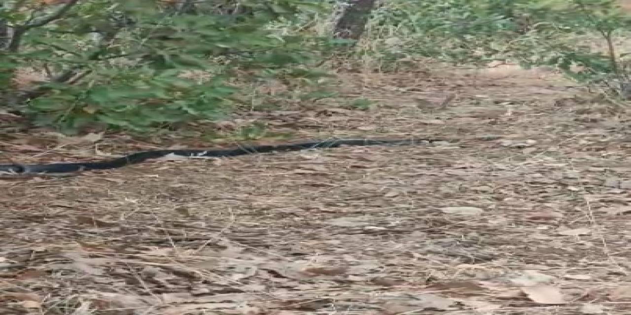 Anne Kuş Yuvasına Girmek İsteyen Yılanın Dikkatini Böyle Dağıttı