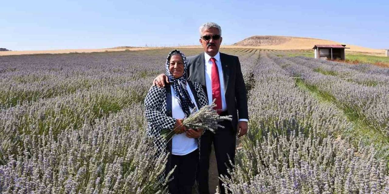 Ekonomisine Can Kattı: Kadın Girişimci Devletten Aldığı Destekle Lavanta Yetiştiriyor